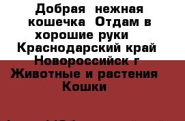 Добрая, нежная кошечка. Отдам в хорошие руки. - Краснодарский край, Новороссийск г. Животные и растения » Кошки   